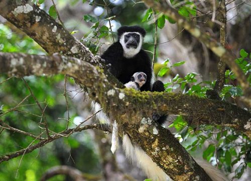 Arusha National Park Half Day Tour