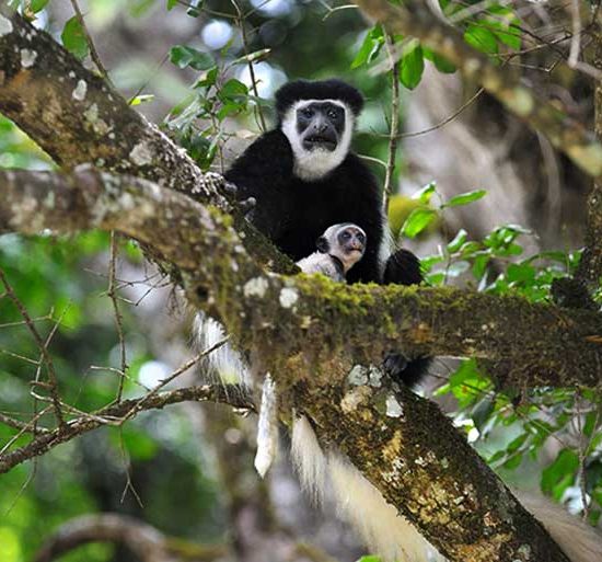 Arusha National Park Half Day Tour