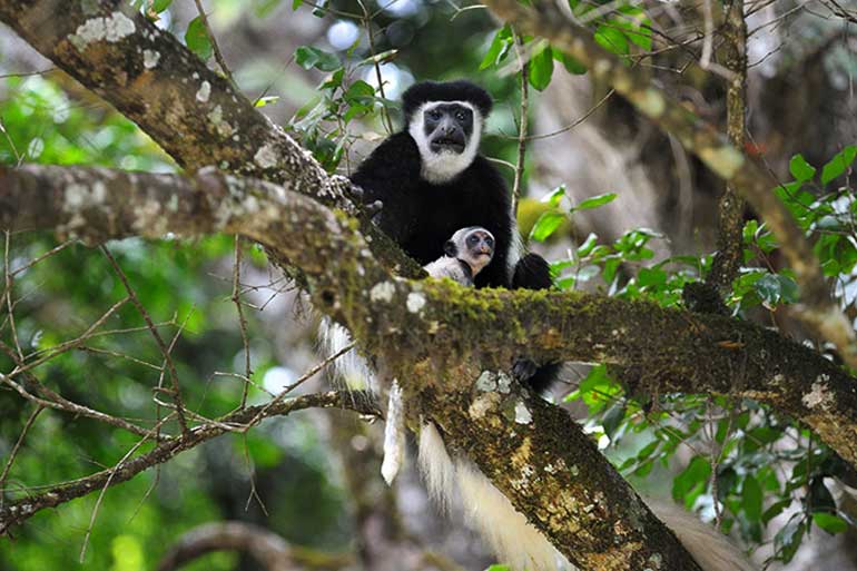 Arusha National Park Half Day Tour