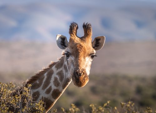 Kilimanjaro Full-Day Machame Route Hiking Trip