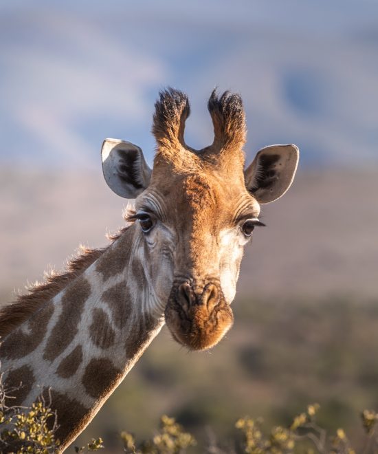 Kilimanjaro Full-Day Machame Route Hiking Trip