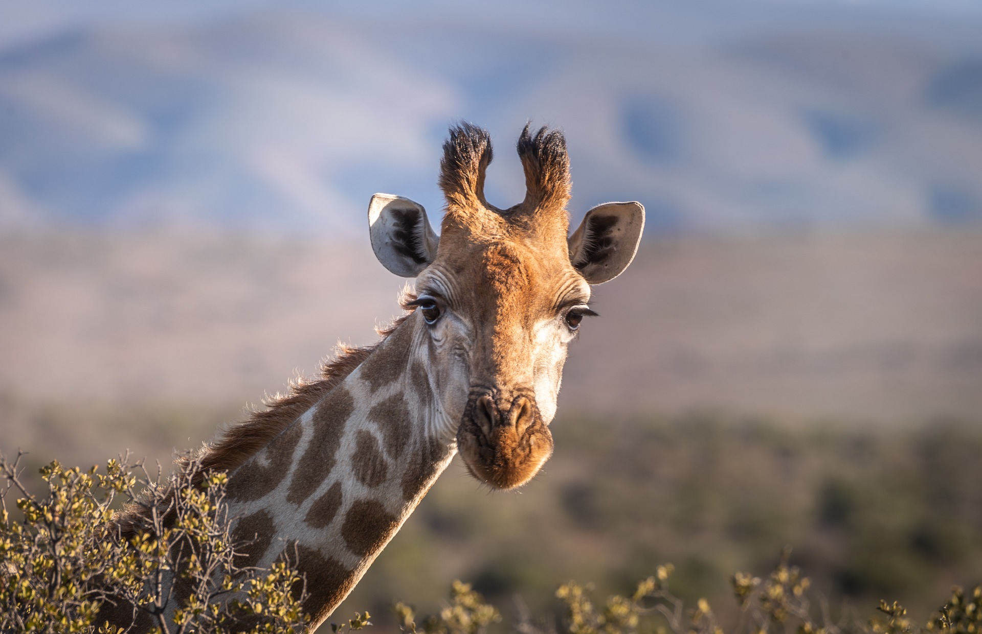 Kilimanjaro Full-Day Machame Route Hiking Trip