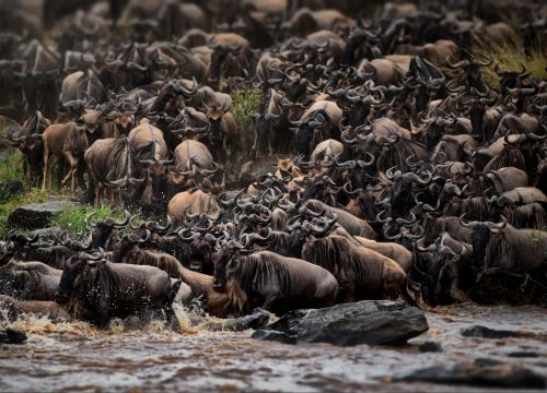 5-Day Great Migration Safari Luxury