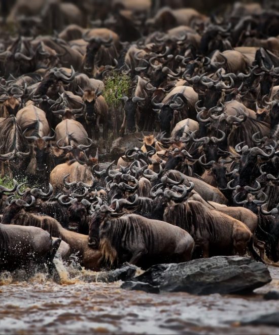 5-Day Great Migration Safari Luxury