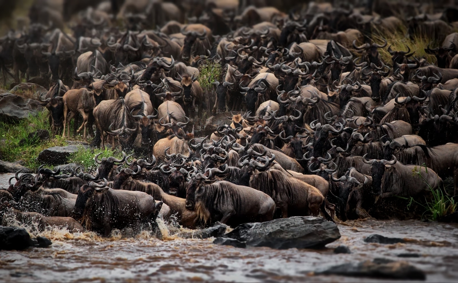 5-Day Great Migration Safari Luxury