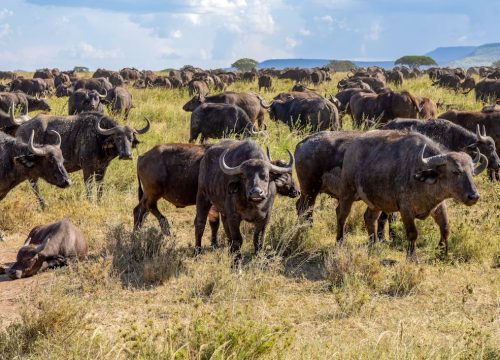 3 days Masai Mara, Lake Nakuru National Park