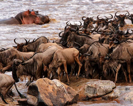 Great serengeti wildebeest migration guide & best time to see it in 2024-2025 – Arusha Ascend Expeditions.