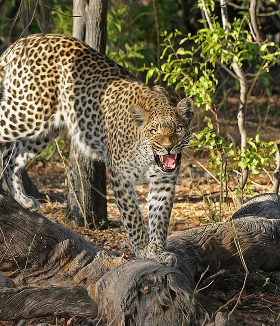 5-Day Big Cats Safari