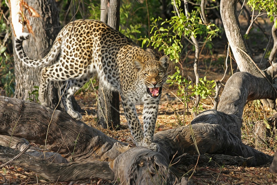 5-Day Big Cats Safari