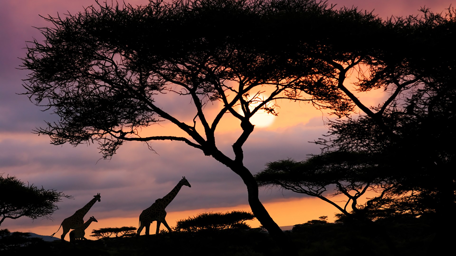 Serengeti